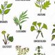 Natural Herbal Remedies for Food Allergies: Relief Tips | The Ultimate Herbal Remedies Guide: Natural Healing for a Healthier Life